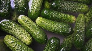 HOW TO PICK PICKLE AND EAT YOUR GHERKINS CUCUMBERS OR CUCAMELONS IN 24 HOURS [upl. by Nomzzaj79]