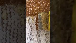 Satisfying Honey Harvesting A Sweet Sound and Sight [upl. by Nykal926]