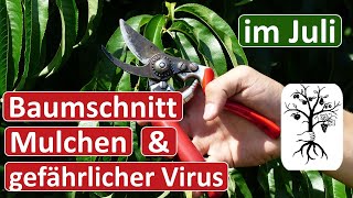 Obstgarten im Juli  Belichtungsschnitt Mulchen und Sharka Virus [upl. by Zsa]