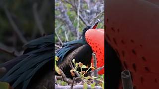 Meet The Frigate Bird [upl. by Goto]