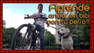 ¡Pedalea con seguridad Cómo andar en bicicleta con tu perro sin riesgos [upl. by Samtsirhc]