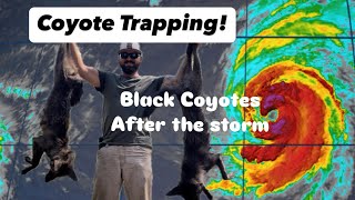 Coyote Trapping  Black Coyotes After Hurricane Helene [upl. by Rawlinson]