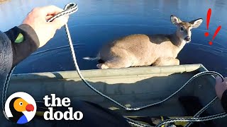 Couple Rescues Deer Stuck In Middle Of Frozen Lake  The Dodo [upl. by Cordalia727]