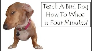 Teach Whoa In Four Minutes Mark Payton Gundogs [upl. by Sardse]