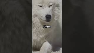 Arctic Wolf A Predator Built To Survive 😮 animals love nature [upl. by Eibber]