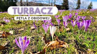 Turbacz szlakiem z Obidowej  Gorce  KGP [upl. by Atekal]