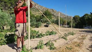 Tutores para los Tomates y Nudo Tomatero Anti Estrangulación del TalloTutor para Todo [upl. by Joellyn]