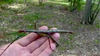 Cool Facts About Stick Insects a weird moovie [upl. by Sabino]