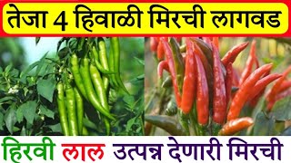 मिरची लागवड संपूर्ण A to Z माहिती  हिवाळी मिरची लागवड  hivali mirchi lagwad mahiti  mirchi lagvad [upl. by Imojean639]