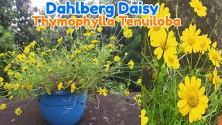 Dahlberg daisy Thymophylla tenuiloba All season flowering plant care and information [upl. by Copeland]