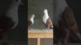 Karbalai kabootar pigeons pigeon foryou foryou kabootar kabutar viralvideo viralshorts [upl. by Horatia]