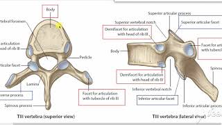 Typical thoracic vertebrae 3 [upl. by Honan938]