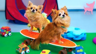 Cute Chihuahua Dogs Playing [upl. by Netnerb236]