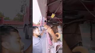 কুকুরের ভালোবাসাanimalvehicledogtailorcatanimalshortviral [upl. by Mercier]