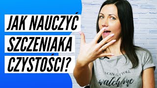 Jak nauczyć SZCZENIAKA czystośći 5 prostych kroków [upl. by Torosian]