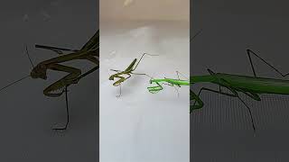 I Witnessed a PRAYING MANTIS Abuse Another mantis insects animals [upl. by Xavier]