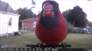 Birdcam Bliss TX 165 [upl. by Nesral]