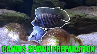 Altolamprologus calvus spawn plans and moving fish [upl. by Clive]