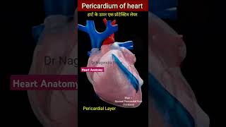 Outer Layer of heart l Pericardium l Pericardial Fluid l हार्ट कि कवरिंग echo shorts [upl. by Hannon796]