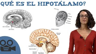 Qué es el hipotálamo  Hipotálamo definición [upl. by Woodring]