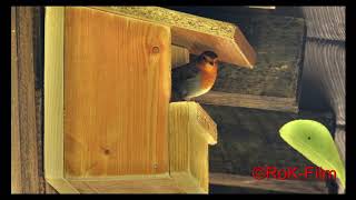 Rotkehlchen beim Nestbau in NABUNistkasten von ©RoKFilm  Robins nesting in nest box [upl. by Anirtac]