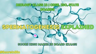 Understanding Spermatogenesis Biology Class 12  CBSE ISC State Boards [upl. by Yeldah]