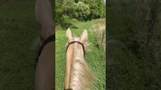 The GREATEST Trail Riding Horse In The World shorts horses horselife horsebackriding [upl. by Ellerud]