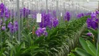 Anco Vanda Orchids from Easy Orchids [upl. by Miarfe]