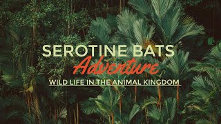 Serotine Bats Mate in a Uniquely Mammalian Way [upl. by Marleah]