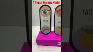 5 sense organs project model  shorts  diyasfunplay  5 senses [upl. by Nicolai]