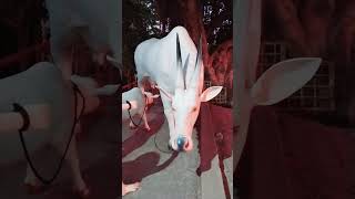 hamba youtubeshorts viral shortvideo cow hamba [upl. by Ahseikal]