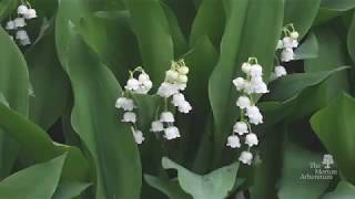 How to identify lily of the valley Convallaria majalis [upl. by Einittirb659]