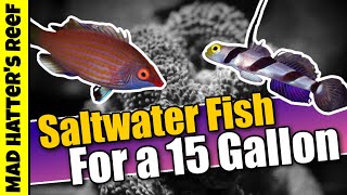 Top 10 Saltwater Fish For a 15 Gallon Aquarium [upl. by Neiviv]