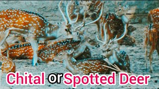 Indian deer Cheetal ।। Spotted Deer ।। Indian Deer ।। Axis axis।। चीतल हिरण।। SKK Earth [upl. by Atekehs]