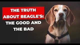 The Truth About Beagles The Good and the Bad [upl. by Scheer]