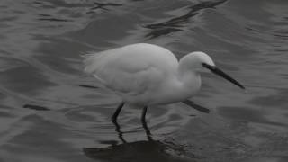 Herken de kleine zilverreiger Egretta garzetta [upl. by Aleicarg]