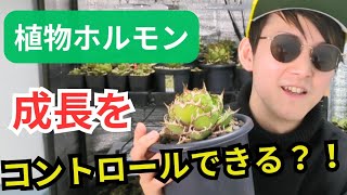 【多肉植物】【アガベ】【植物ホルモン】エチレンだけじゃない！？植物ホルモンの種類や働きについて [upl. by Homans565]