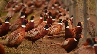 Hunting time Rounding up the birds at New York states last pheasant farm [upl. by Varian]