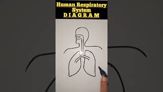 Human respiratory system  Respiratory system diagram shorts sciencediagram mathssciencetoppers [upl. by Yelha76]