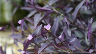 Cuidados de la Tradescantia purpúrea o planta amor de hombre Tradescantia pallida  Jardinatis [upl. by Ogg249]