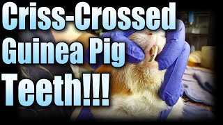 CrissCrossed Guinea Pig Teeth Tooth Trim With Jaxson [upl. by Naej]