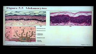 Anatomy and Physiology Help Chapter 5 Integumentary System [upl. by Linders484]