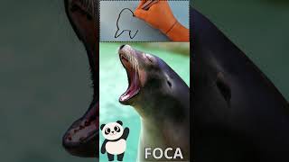 Conosci la Foca tante curiosità con Pandino shorts animali bambini artico [upl. by Teodoor]