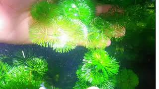 Cabomba Green Aquatic Plants  Strategies on how to grow more [upl. by Geithner]