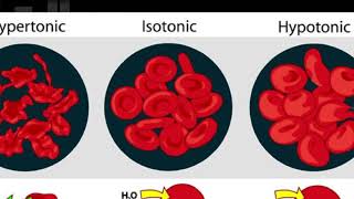 Osmosis and Tonicity [upl. by Arriek]