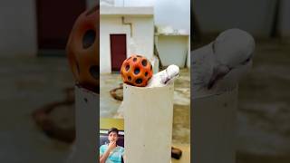 Bechare bacche ka gend panare ke andar chala Gaya pigeon viral new short video [upl. by Rickey]