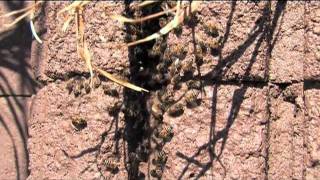 Beehive Removal amp Bee Control for Phoenix Metro Residents [upl. by Tolliver]