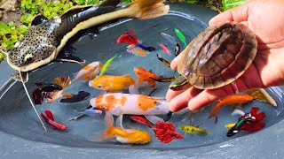 Catching fighting betta fish in the pond red tail catfish goldfish albino catfish molly fish [upl. by Reffinnej856]