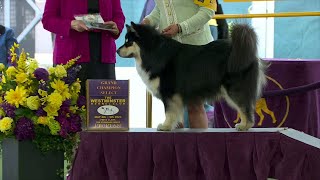 Finnish Lapphunds  Breed Judging 2023 [upl. by Tower]