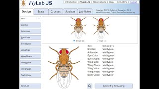 FlyLab 1  Simulação de cruzamentos em Drosophila tutorial [upl. by Ax]